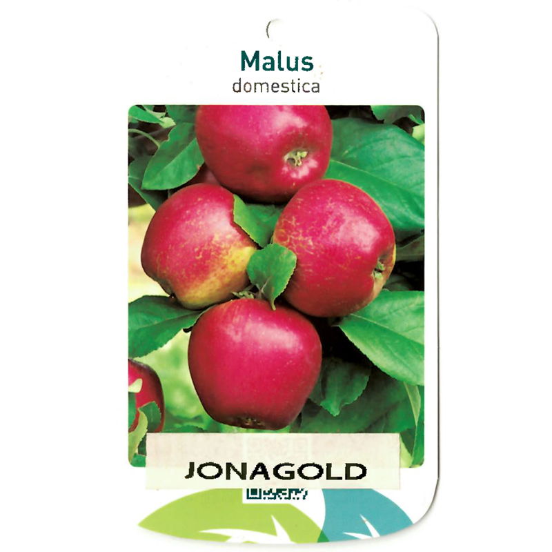 Oosterik home Malus Domestica Jonagold - 