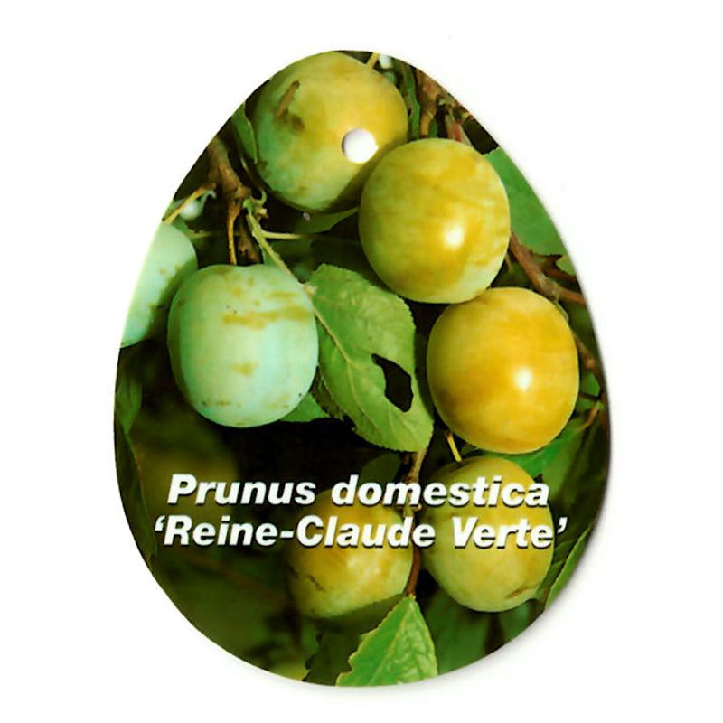 Oosterik home Prunus Domestica Reine Claude Verte - 