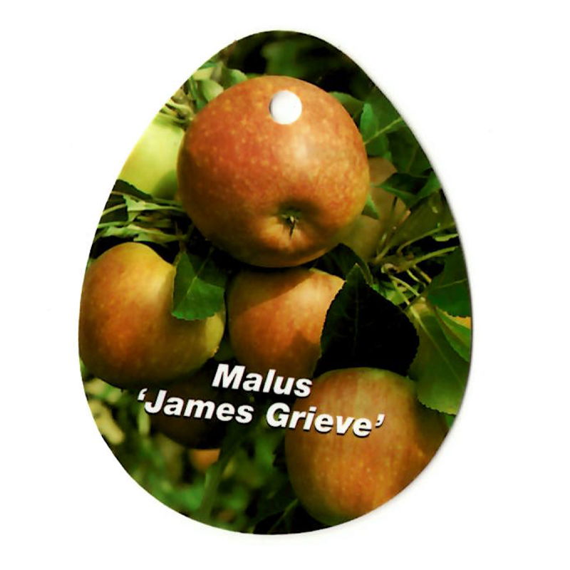 Oosterik home Malus Domestica James Grieve - 