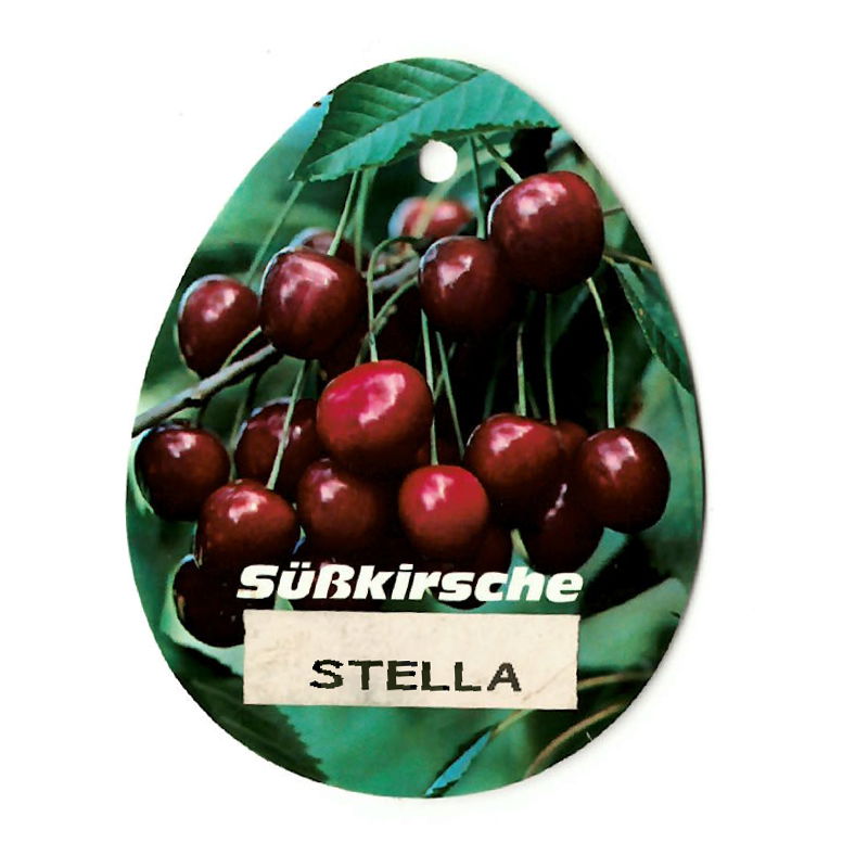Oosterik home Prunus Avium Stella - 