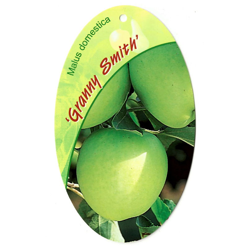 Oosterik home Malus Domestica Granny Smith - 
