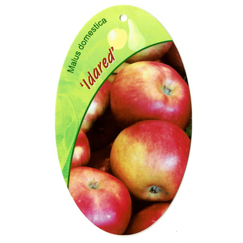 Oosterik home Malus Domestica Idared - 