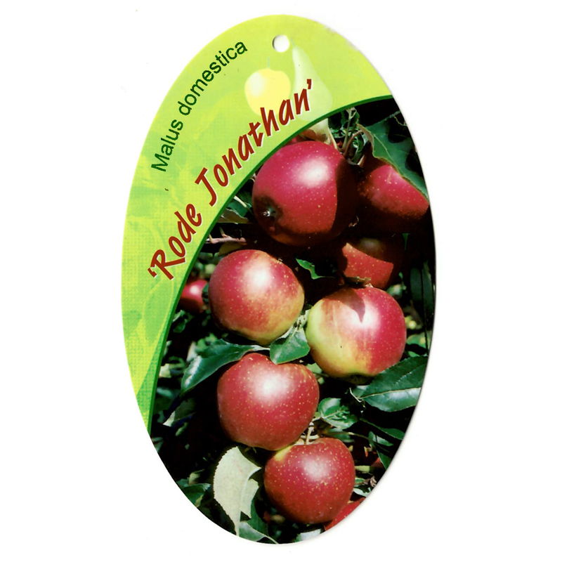 Oosterik home Malus Domestica Rode Jonathan - 