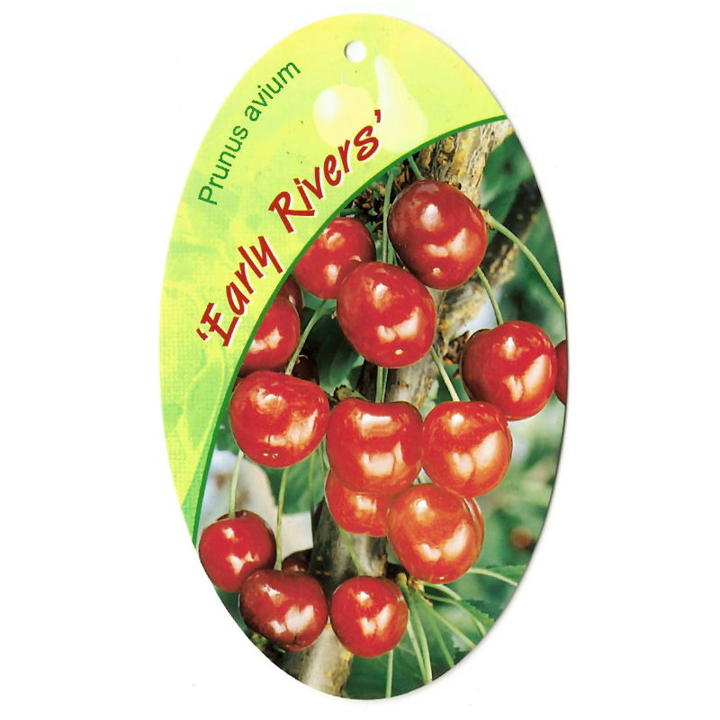 Oosterik home Prunus Avium Early Rivers - 