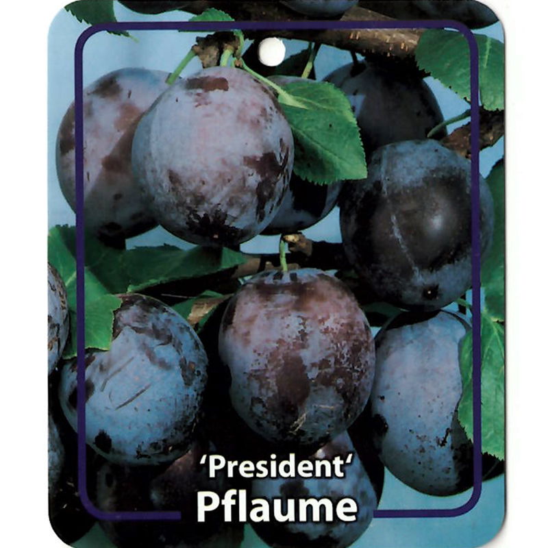 Oosterik home Prunus Domestica President - 