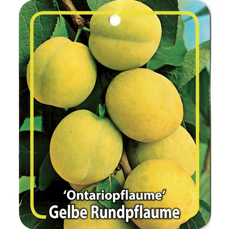 Oosterik home Prunus Domestica Ontariopflaume - 