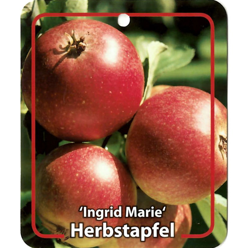 Oosterik home Malus Domestica Ingrid Marie - 