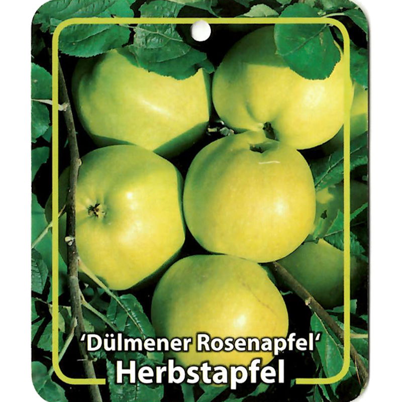 Oosterik home Malus Domestica Dulmener Rosenapfel - 