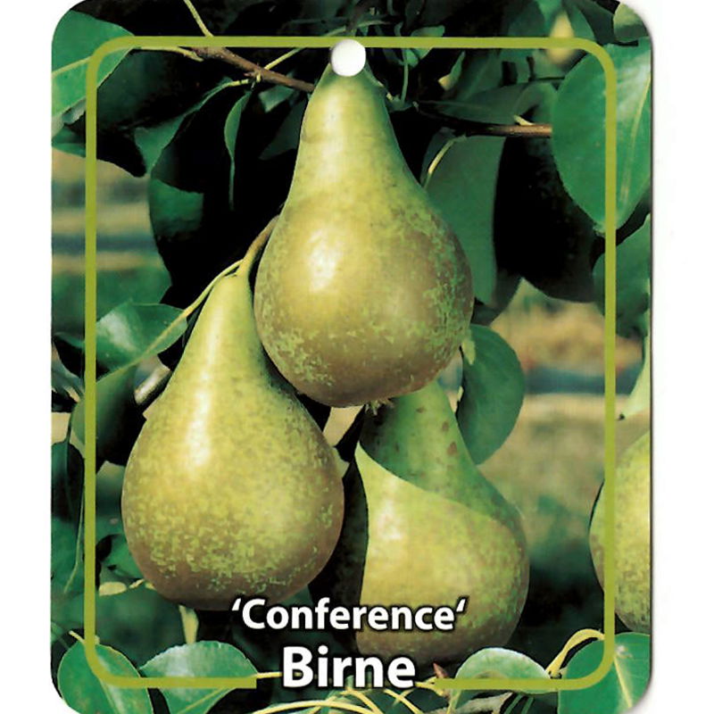 Oosterik home Pyrus Communis Birne Conference - 