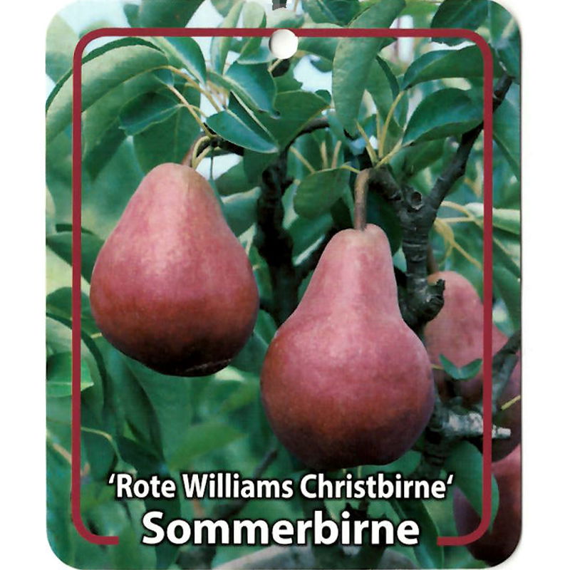 Oosterik home Pyrus Communis Rote Williams Christbirne - 