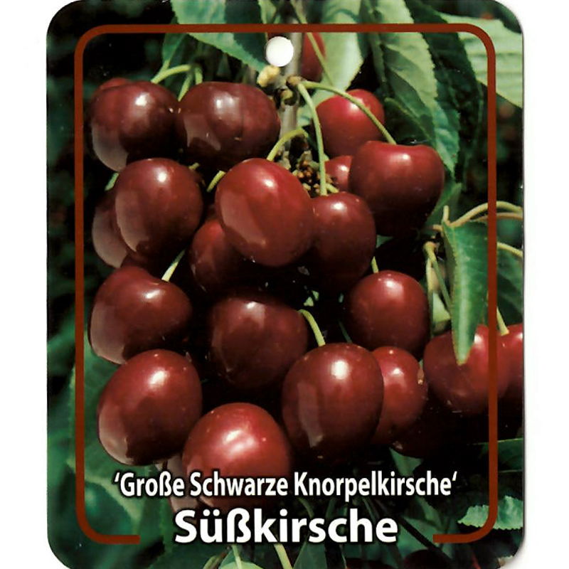 Oosterik home Prunus Avium Grosse Schwarze Knorpelkirsche - 