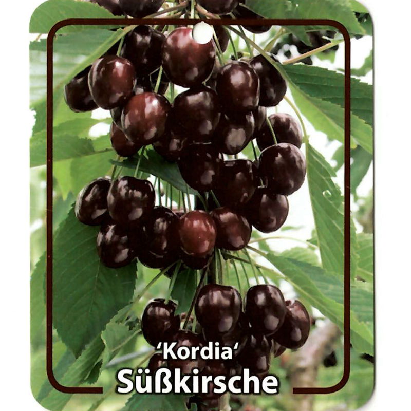 Oosterik home Prunus Avium Kordia - 