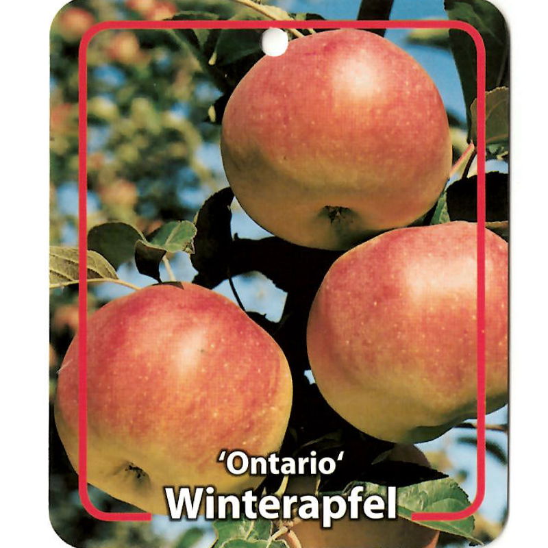 Oosterik home Malus Domestica Ontario - 