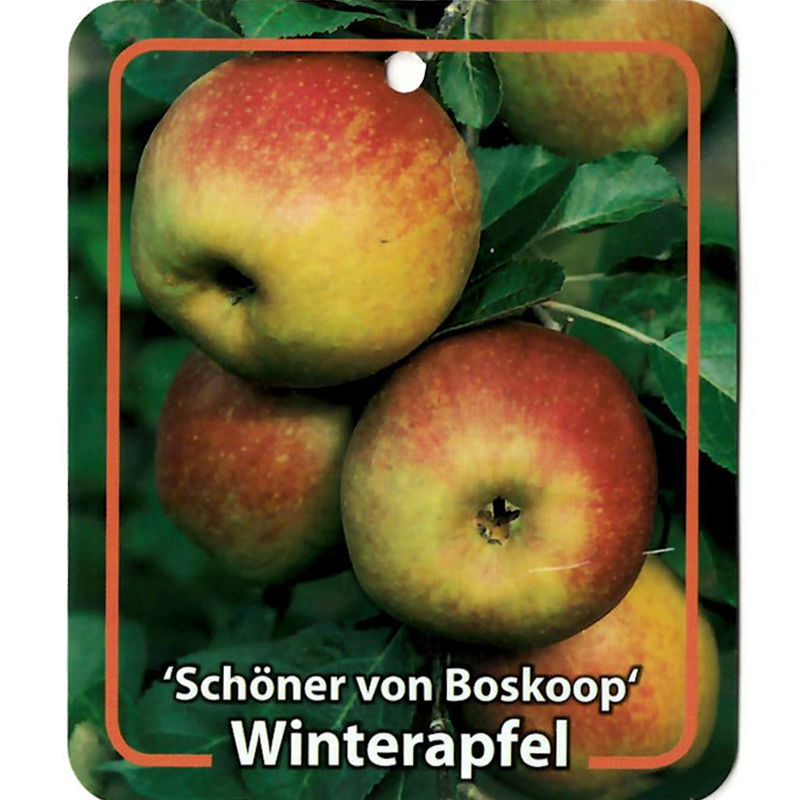 Oosterik home Malus Domestica Schoner von Boskoop - 