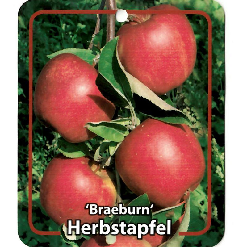 Oosterik home Malus Domestica Braeburn - 