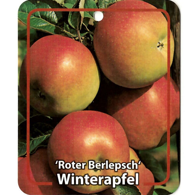 Oosterik home Malus Domestica Roter Berlepsch - 