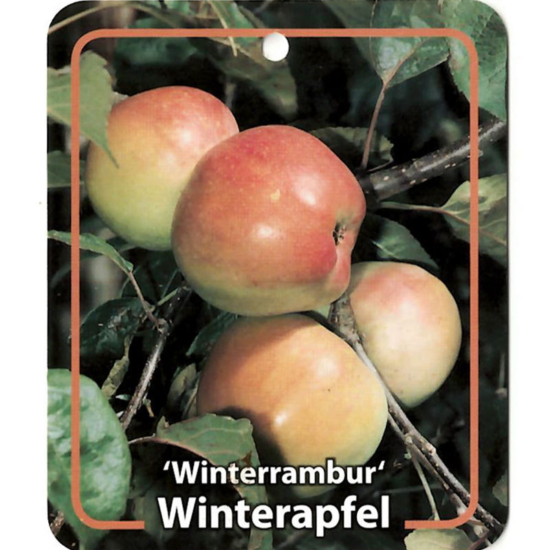Oosterik home Malus Domestica Winterrambur - 