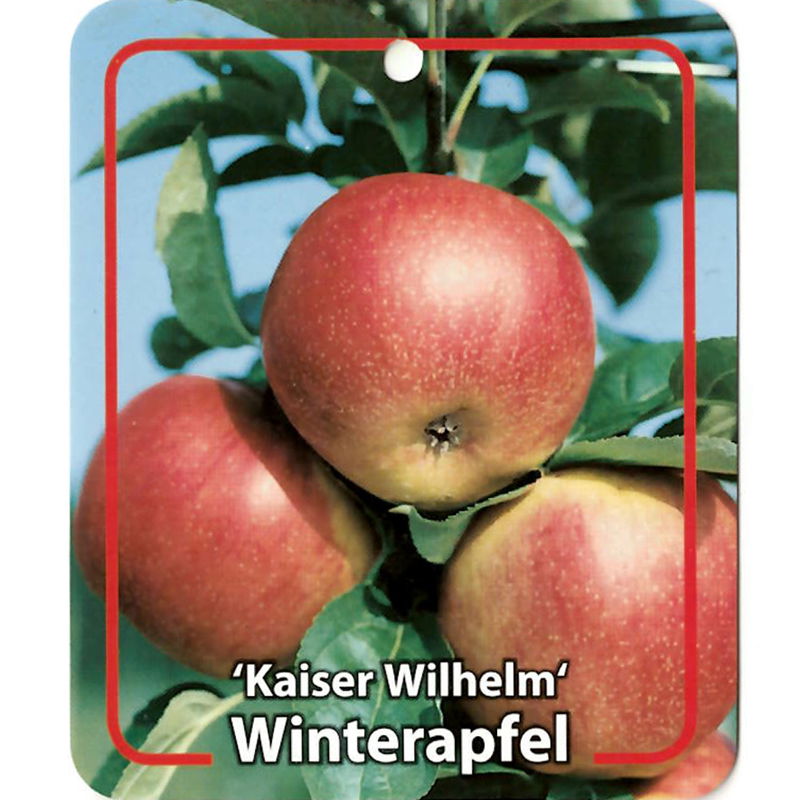 Oosterik home Malus Domestica Kaiser Wilhelm - 