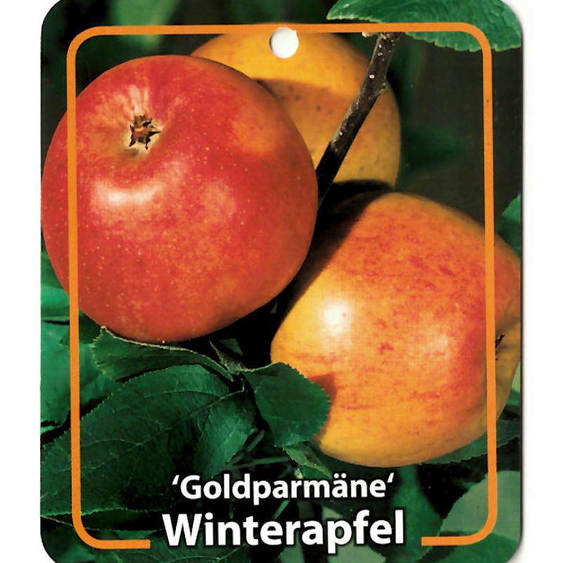 Oosterik home Malus Domestica Goldparmane - 