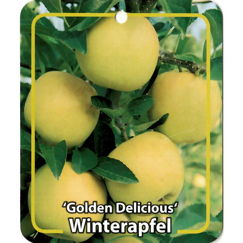 Oosterik home Malus Domestica Golden Delicious - 