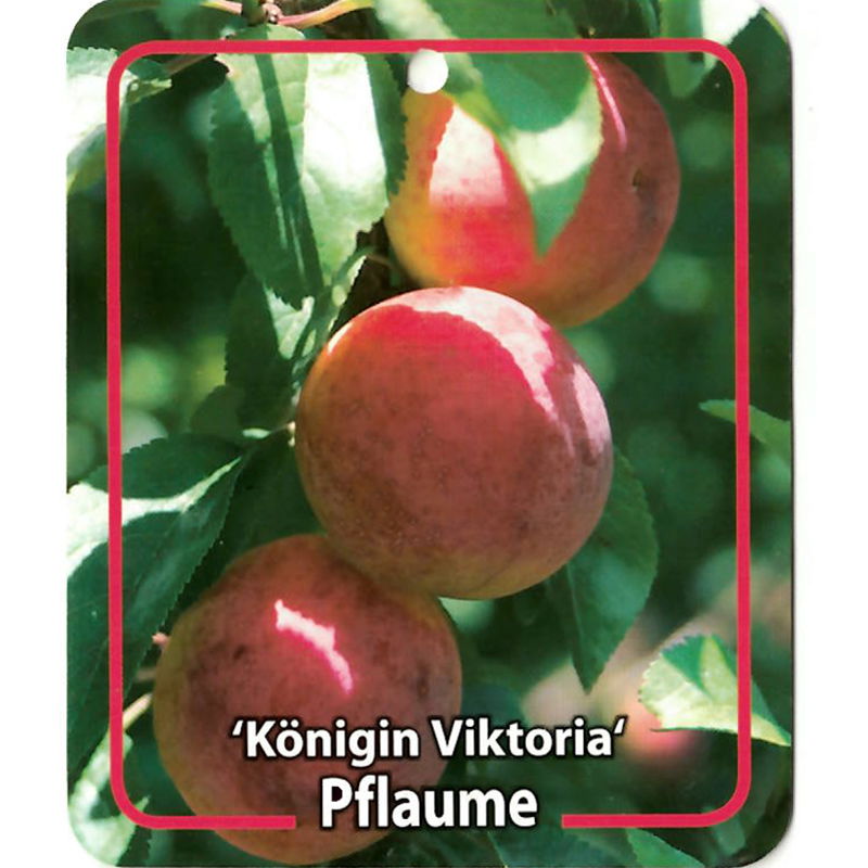 Oosterik home Prunus Domestica Konigin Viktoria - 