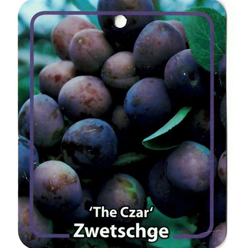Oosterik home Prunus Domestica The Czar - 