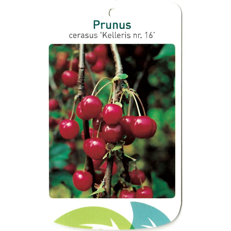 Oosterik home Prunus Cerasus Kelleris nr. 16 - 