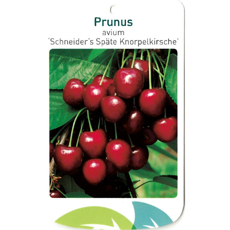 Oosterik home Prunus Avium Scjneider s Spate Knorpelkirsche - 