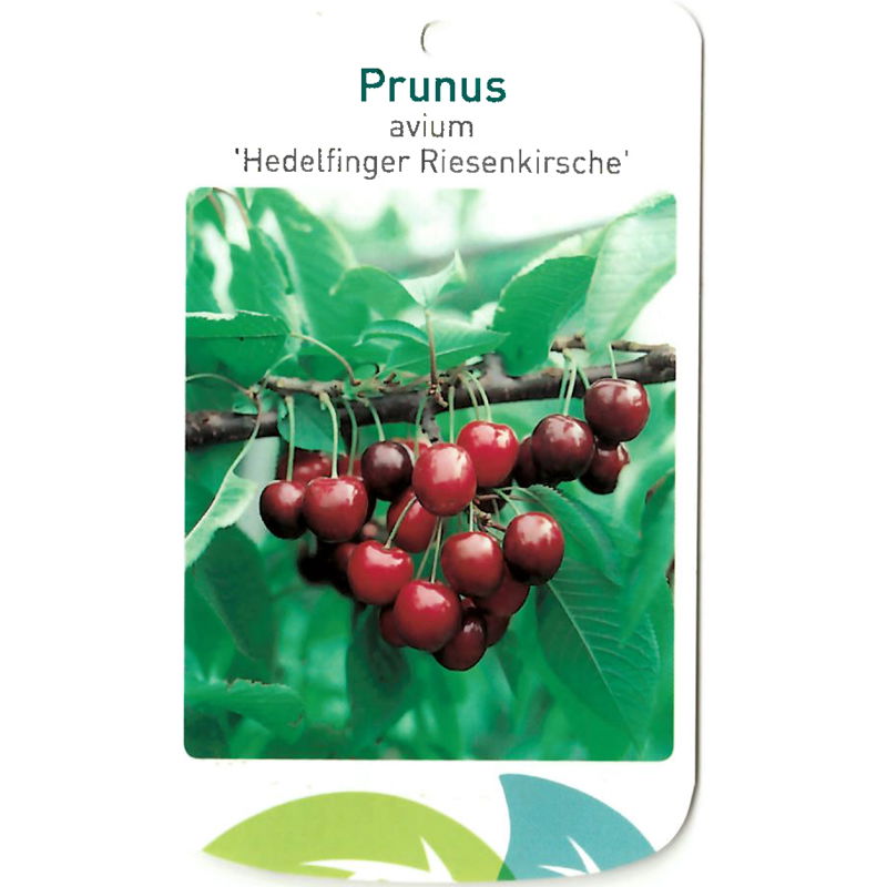 Oosterik home Prunus Avium Hedelfinger Riesenkirsche - 