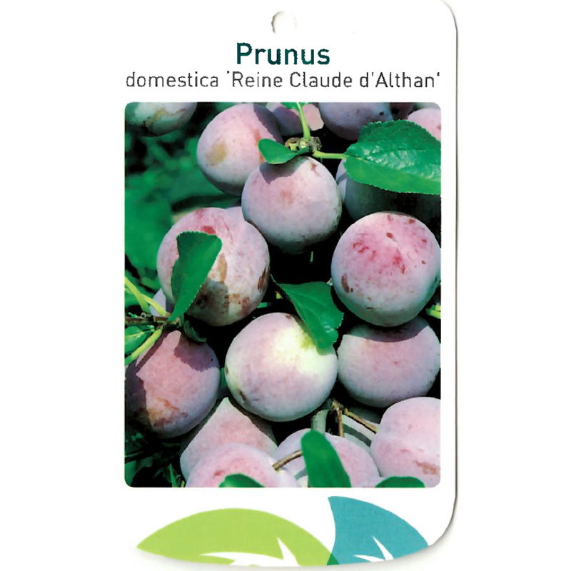 Oosterik home Prunus Domestica Reine Claude d Althan - 
