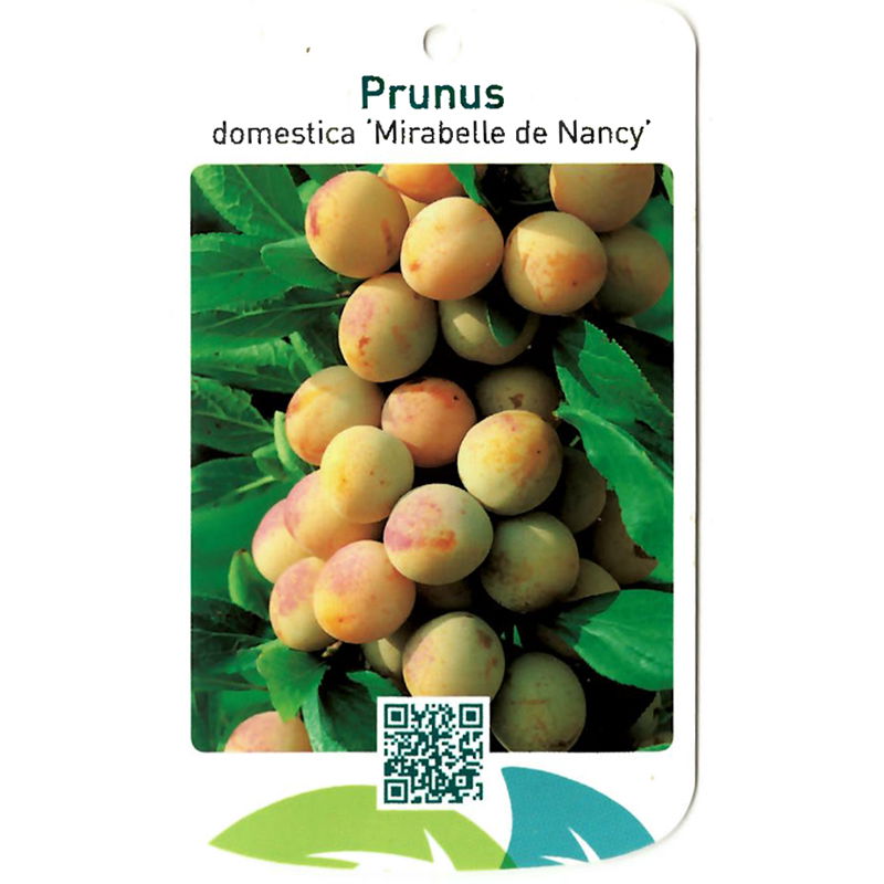 Oosterik home Prunus Domestica Mirabelle de Nancy - 