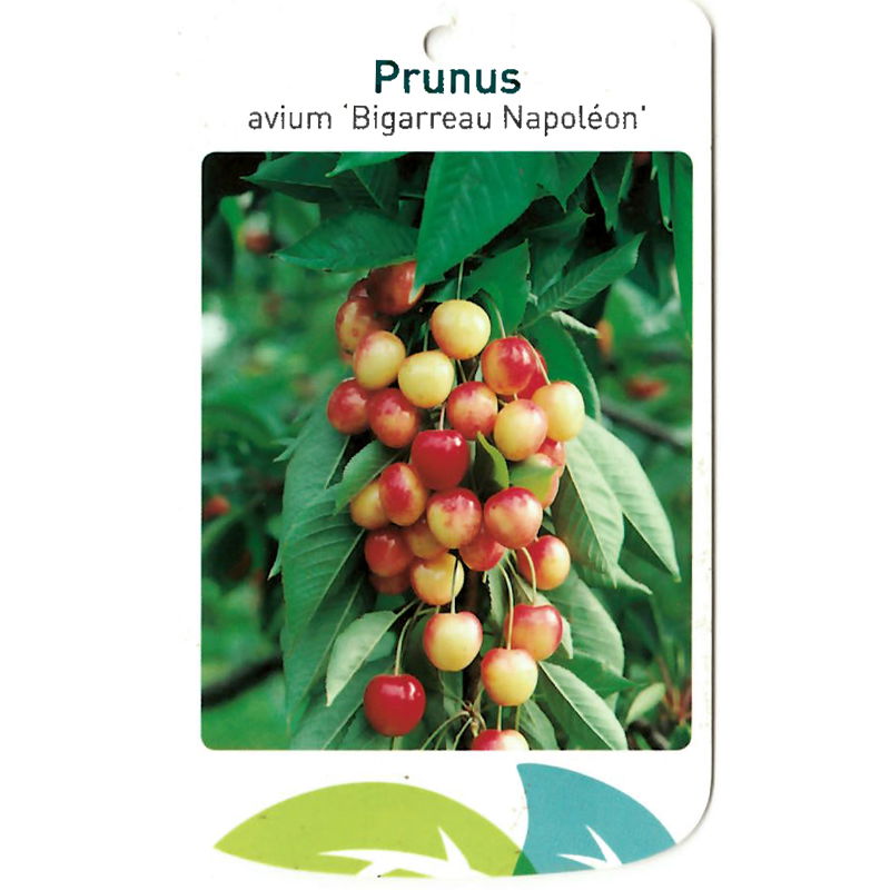 Oosterik home Prunus Avium Bigarreau Napoleon - 