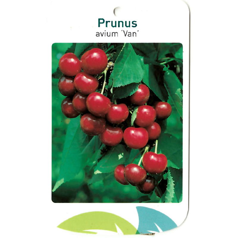 Oosterik home Prunus Avium Van - 