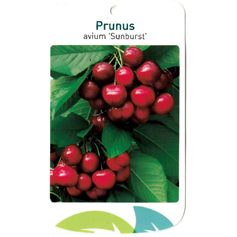 Oosterik home Prunus Avium Sunburst - 