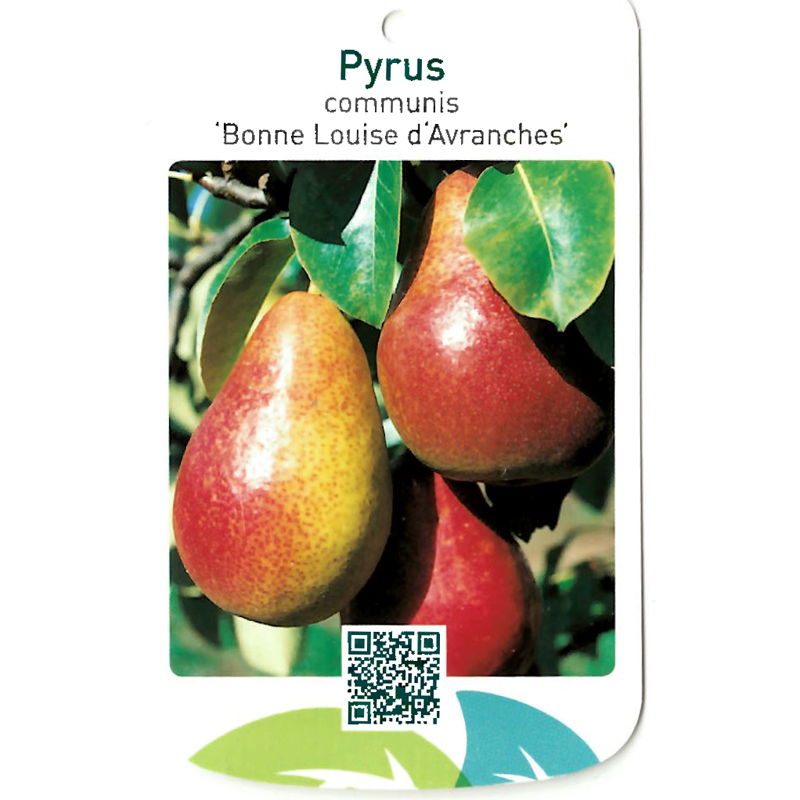 Oosterik home Pyrus Communis Bonne Louise d Avranches - 