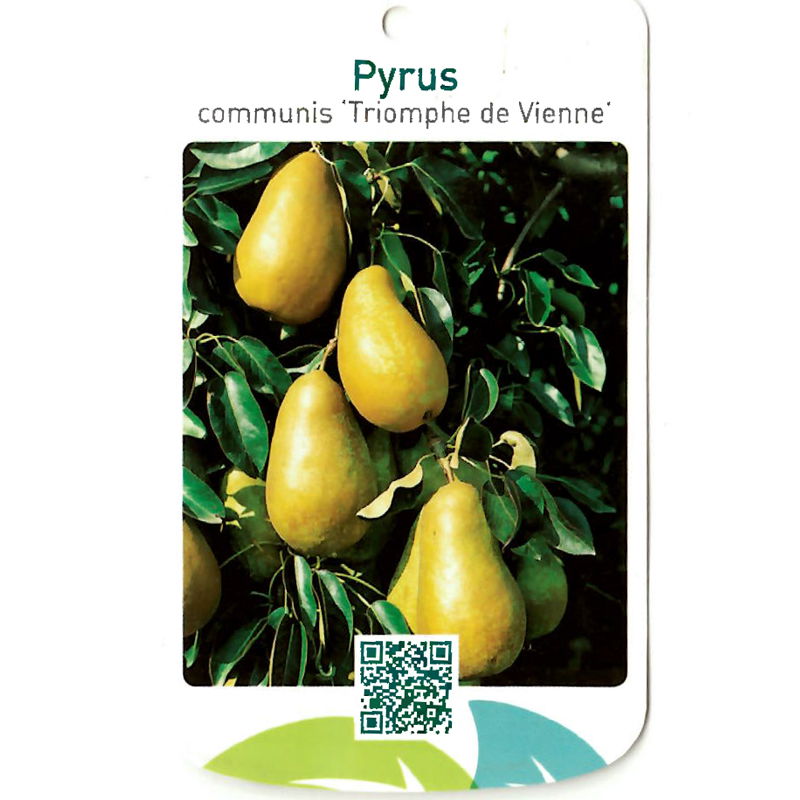 Oosterik home Pyrus Communis Triomphe de Vienne - 