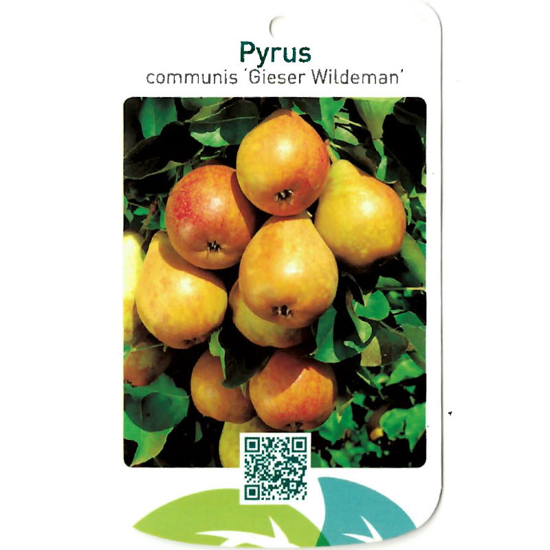 Oosterik home Pyrus Communis Gieser Wildeman - 