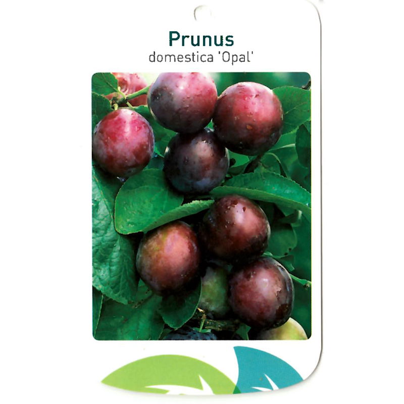 Oosterik home Prunus Domestica Opal - 