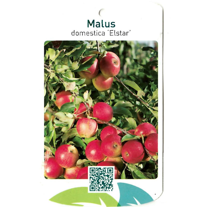 Oosterik home Malus Domestica Elstar - 