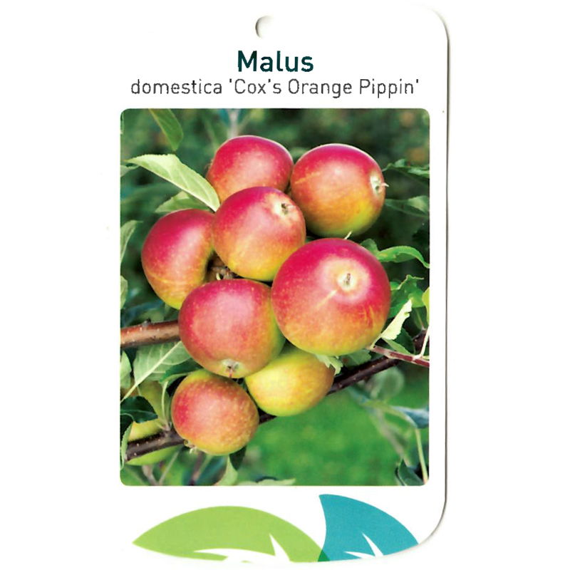 Oosterik home Malus Domestica Cox s Orange Pippin - 