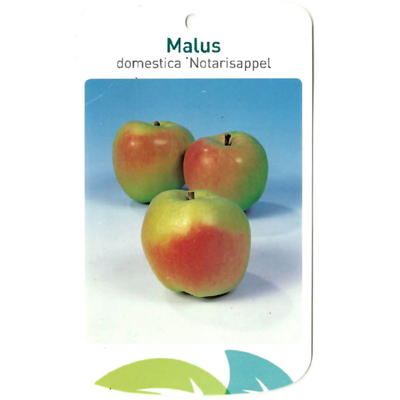 Oosterik home Malus Domestica Notarisappel - 