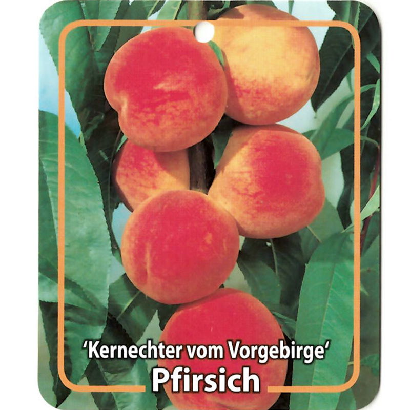 Oosterik home Prunus Persica Kernechter vom Vorgebirge - 