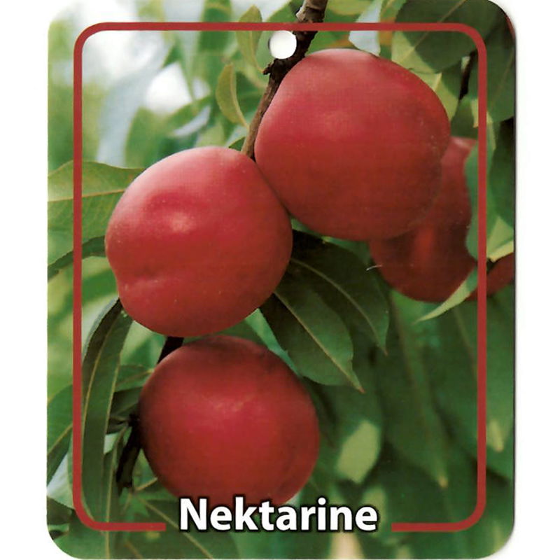 Oosterik home Prunus Persica Var. Nucipersica Nektarine - 
