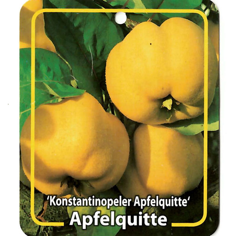 Oosterik home Cydonia Konstantinopeler Apfelquitte - 