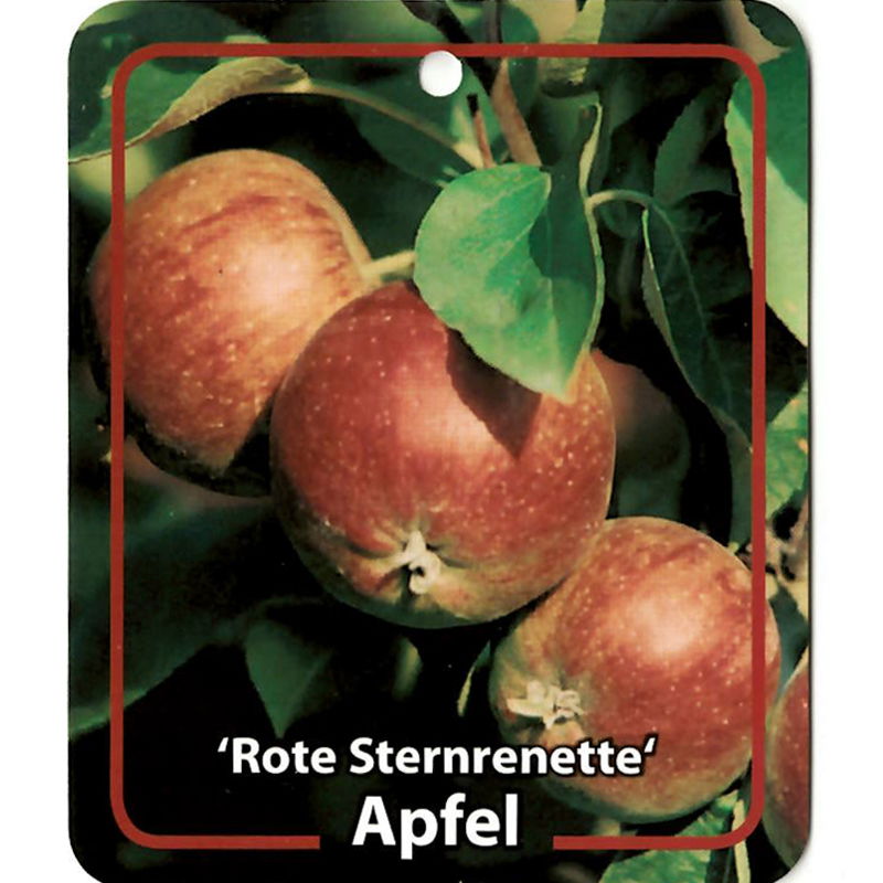 Oosterik home Malus Domestica Rote Sternrenette - 
