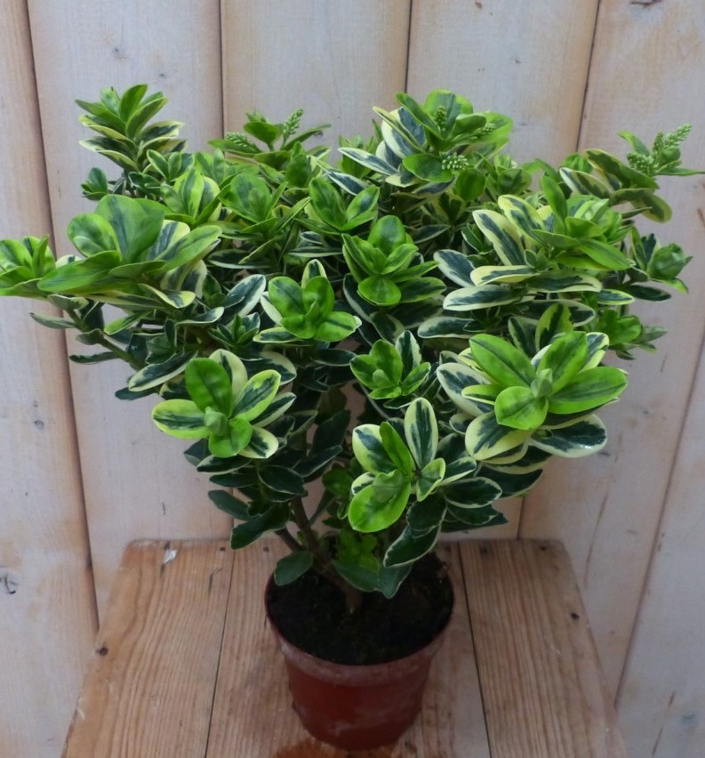 Warentuin natuurlijk 3 stuks! Veronica Hebe Andersonii paars bont en groen blad - 