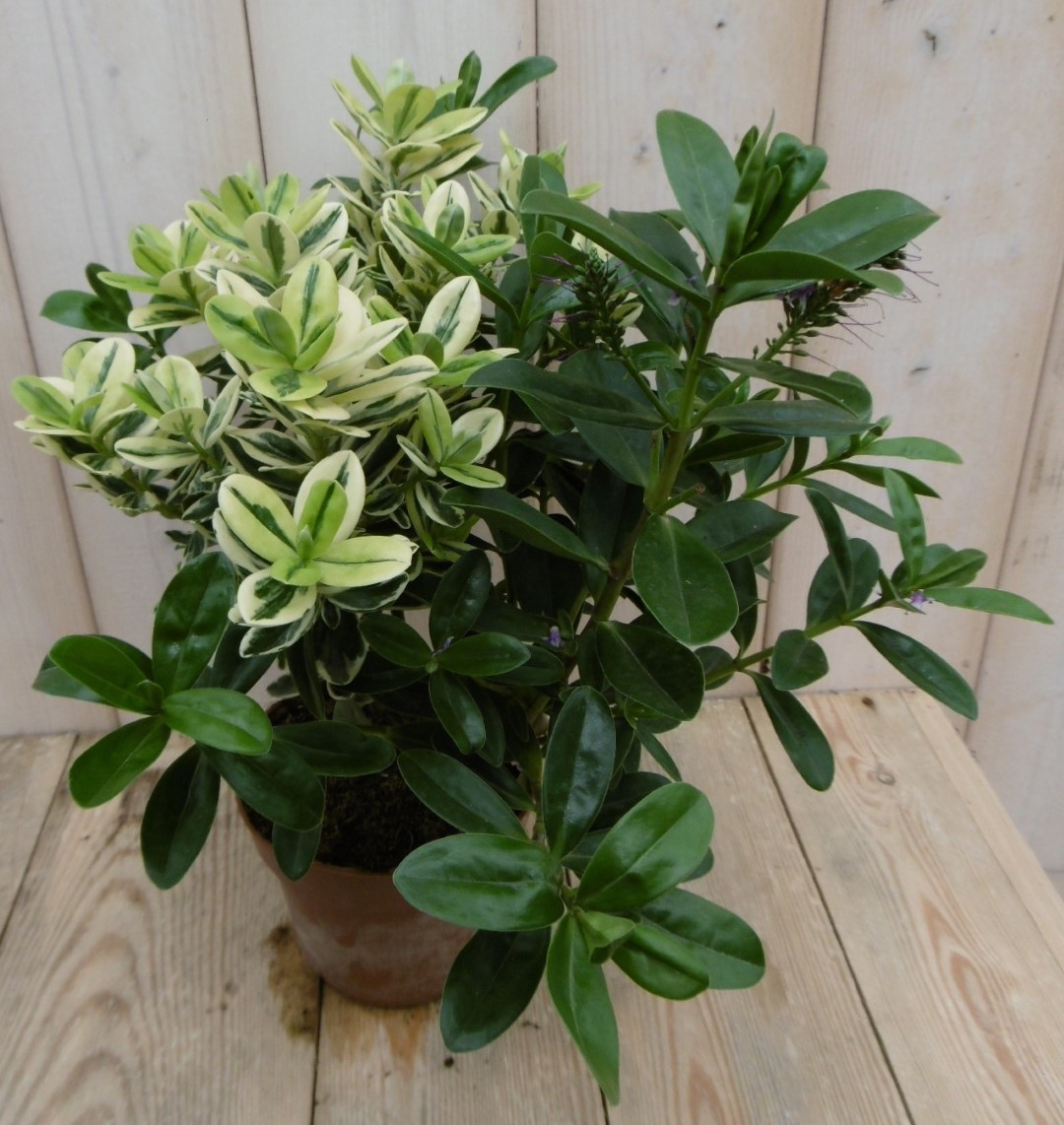 Warentuin natuurlijk 3 stuks! Veronica Hebe Andersonii roze bont en groen blad - 