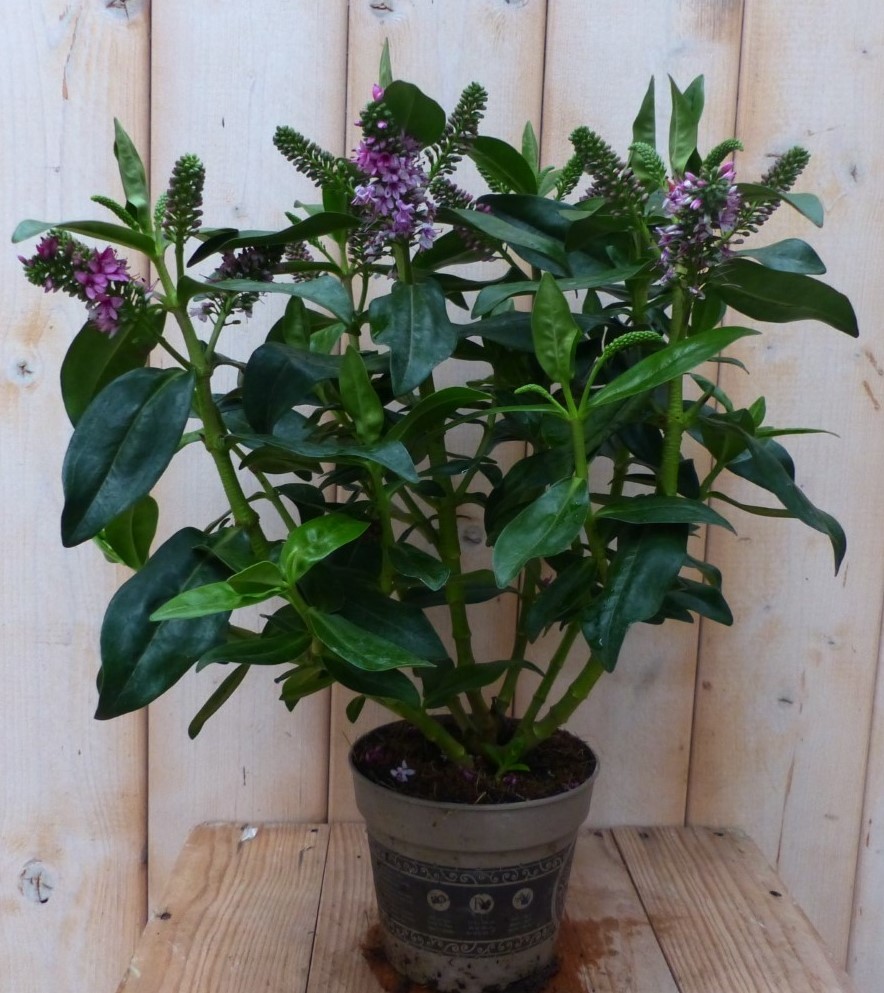 Warentuin natuurlijk 3 stuks! Veronica Hebe Andersonii paars groen blad - 