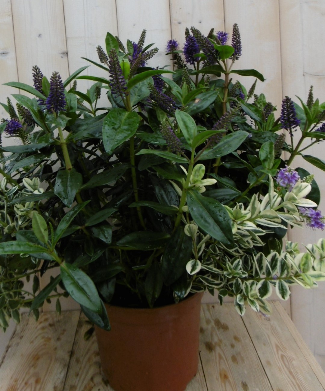 Warentuin natuurlijk Veronica Hebe Andersonii Paars met bont/donkergroen GROOT - 