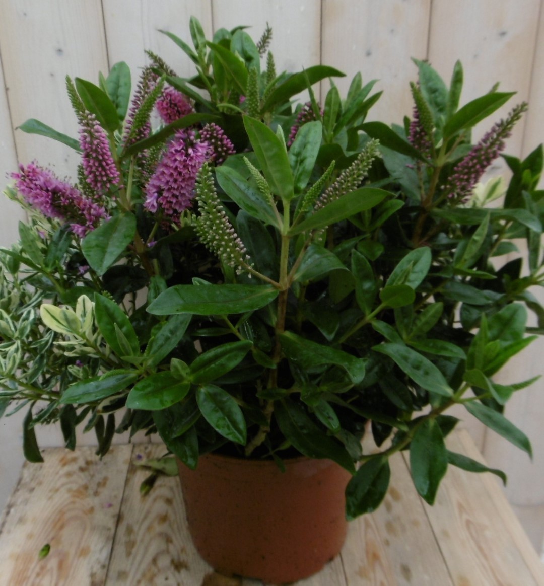 Warentuin natuurlijk Veronica Hebe Andersonii roze bont groot - 